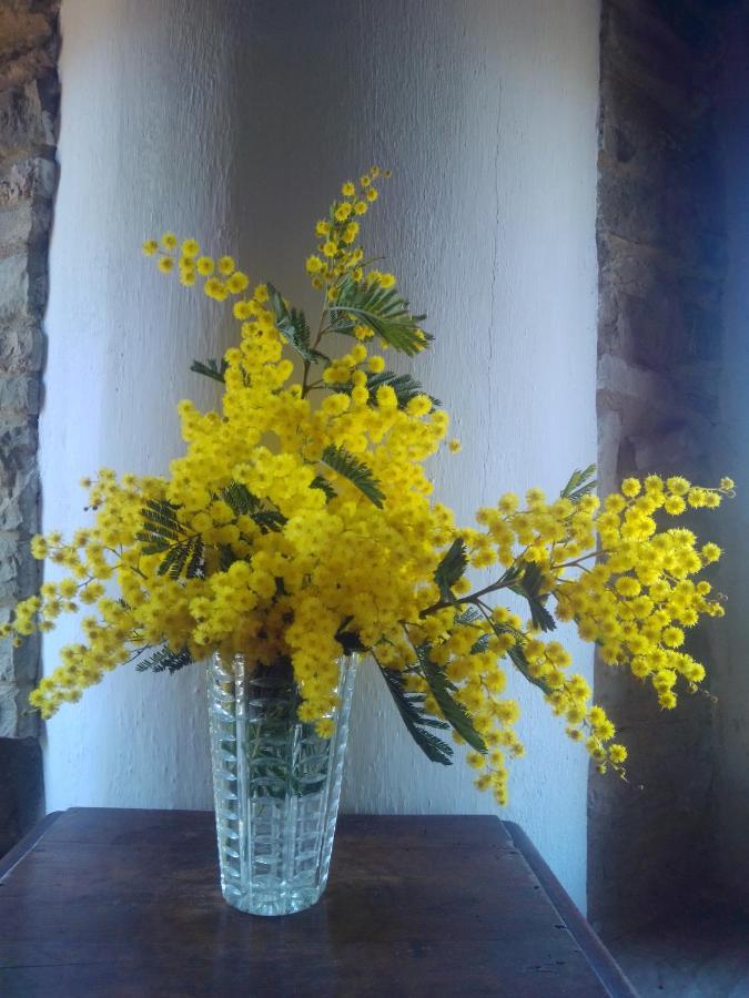 Cascinale La Mimosa Bed & Breakfast Cupramontana Eksteriør bilde